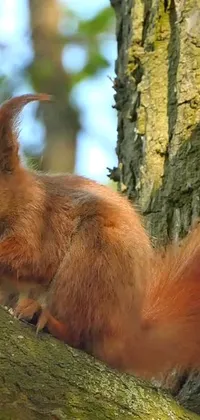 This phone live wallpaper features a detailed close-up of a squirrel on a tree branch