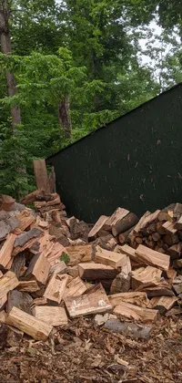 Tree Wood Trunk Live Wallpaper