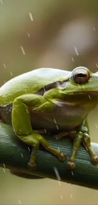 True Frog Frog Fluid Live Wallpaper