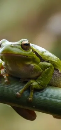 True Frog Frog Organism Live Wallpaper