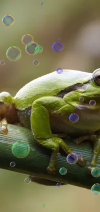 True Frog Frog Organism Live Wallpaper