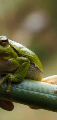 True Frog Frog Plant Live Wallpaper