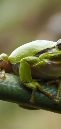True Frog Frog Terrestrial Plant Live Wallpaper
