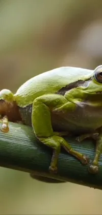 Introducing a stunning live wallpaper for your phone featuring a delightful green frog sitting on a lush green stem against a backdrop of a serene forest scene