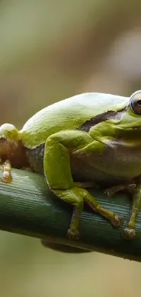 This live wallpaper features a green frog sitting on top of a bamboo stem
