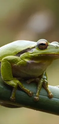 True Frog Frog Toad Live Wallpaper