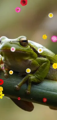 True Frog Organism Frog Live Wallpaper