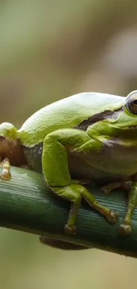True Frog Organism Terrestrial Plant Live Wallpaper