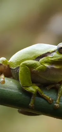 True Frog Plant Terrestrial Plant Live Wallpaper