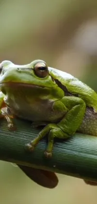True Frog Terrestrial Plant Frog Live Wallpaper