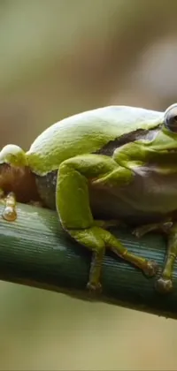 True Frog Terrestrial Plant Frog Live Wallpaper
