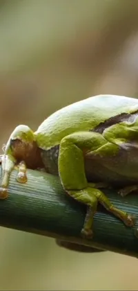True Frog Terrestrial Plant Terrestrial Animal Live Wallpaper