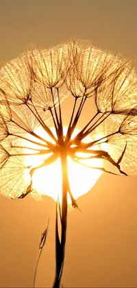 This phone live wallpaper depicts a breathtaking sunset behind a dandelion, featuring a glowing golden aura and minimalist design