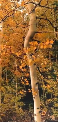 This live wallpaper features a stunning forest filled with tall trees coated in golden yellow leaves