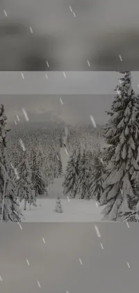 Twig Natural Landscape Snow Live Wallpaper