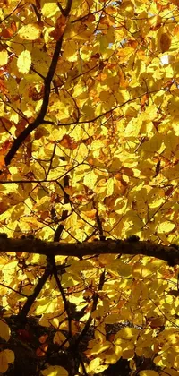 Get enchanted by the live wallpaper showing a magnificent tree with yellow leaves radiating with backlight