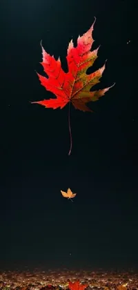 Twig Red Water Live Wallpaper