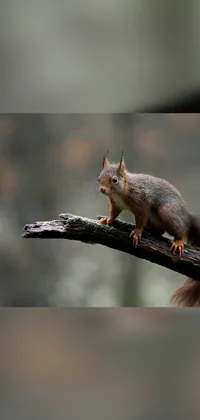 This phone live wallpaper showcases a delightful squirrel resting on a tree twig atop a warm-toned blurry background in the mode of hurufiyya art movement