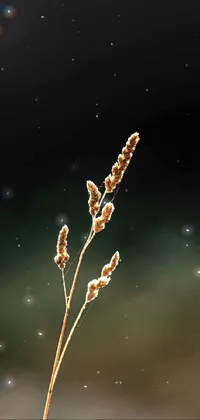Twig Terrestrial Plant Grass Live Wallpaper