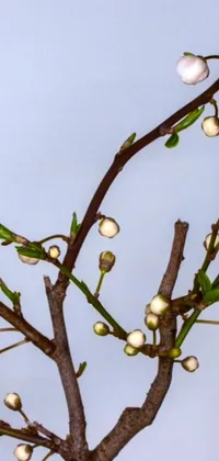 Twig Terrestrial Plant Sky Live Wallpaper