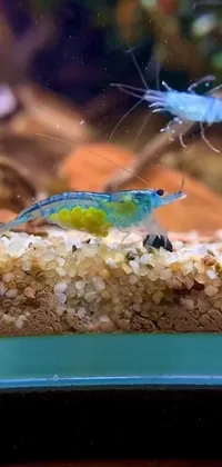 Underwater Dish Fish Live Wallpaper