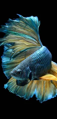Underwater Fin Fish Live Wallpaper