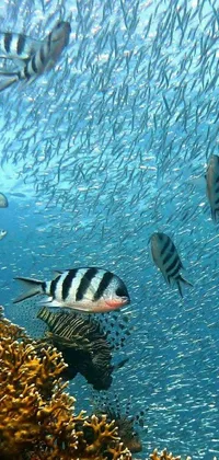 Underwater Fluid Fish Live Wallpaper