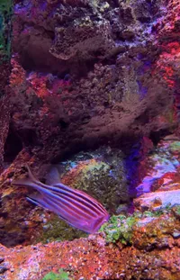 Underwater Marine Invertebrates Coastal And Oceanic Landforms Live Wallpaper