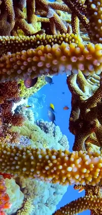 Underwater Marine Invertebrates Marine Biology Live Wallpaper