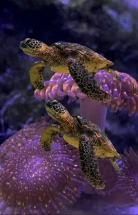 Underwater Purple Fluid Live Wallpaper