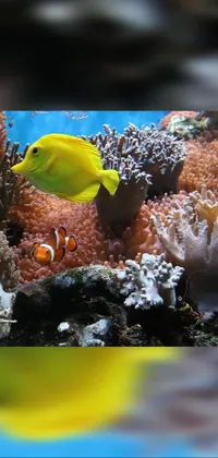 This stunning live wallpaper showcases a beautiful close-up image of a fish in an aquarium