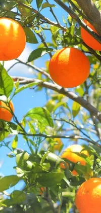 This high-quality live wallpaper depicts a luscious tree of life with fully ripe oranges hanging from it