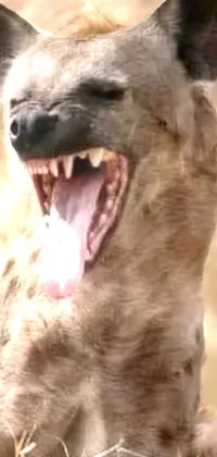 Vertebrate Carnivore Dog Breed Live Wallpaper