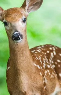 Vertebrate Deer Organism Live Wallpaper