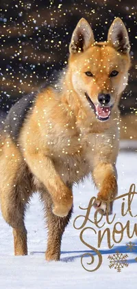 Vertebrate Dog Snow Live Wallpaper