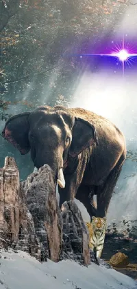Vertebrate Elephant Mammal Live Wallpaper