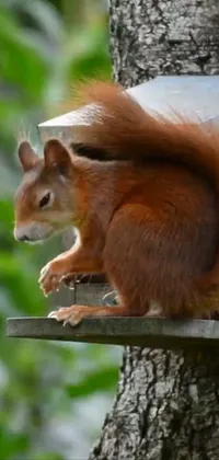 Vertebrate Eurasian Red Squirrel Wood Live Wallpaper