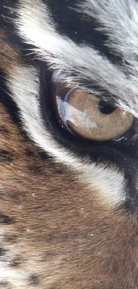 Vertebrate Eyelash Mammal Live Wallpaper