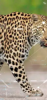 Bring the wild into your phone with our Leopard Live Wallpaper