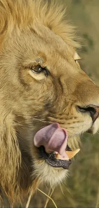 Get up close and personal with the king of the jungle with this incredible live phone wallpaper