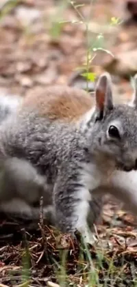 Vertebrate Grey Squirrel Mammal Live Wallpaper