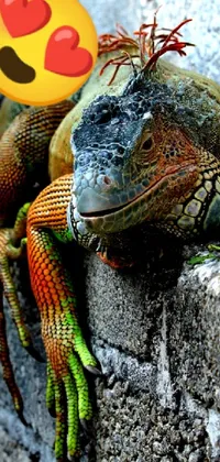 lovely iguana  Live Wallpaper