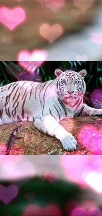 Vertebrate Light Bengal Tiger Live Wallpaper