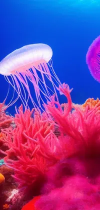 Vertebrate Marine Invertebrates Underwater Live Wallpaper