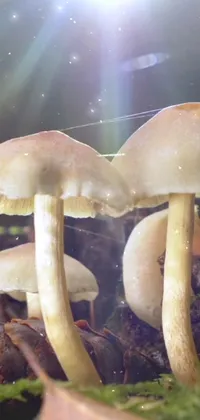 Vertebrate Mushroom Natural Landscape Live Wallpaper
