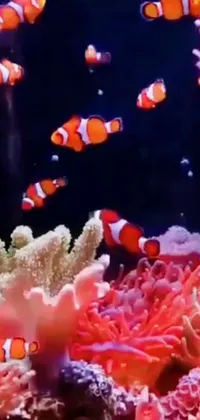 This live phone wallpaper features a vivid and eye-catching aquarium with a school of clownfish gracefully swimming around