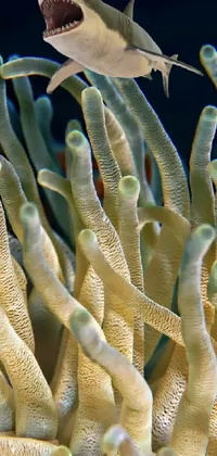 Vertebrate Natural Environment Underwater Live Wallpaper