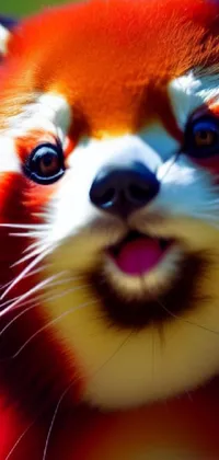 Looking for a lively and photorealistic live wallpaper for your phone? Check out this impressive creation by Jan Rustem! Featuring a close-up of a red panda's excited face with overexposed sunlight in the backdrop, this wallpaper is sure to capture your attention