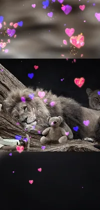 This live wallpaper depicts a beautiful photograph of two lions lounging side by side against a heart-filled background