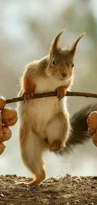 This phone live wallpaper features a playful squirrel holding a branch of walnuts